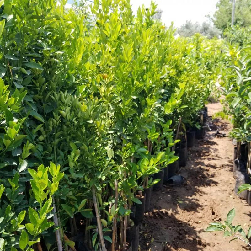 Saksılık CALAMONDİN Fidanı (3 Yaş-Torbalı-Meyveli)